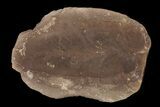 Fossil Neuropteris Seed Fern Leaf (Pos/Neg) - Mazon Creek #87710-2